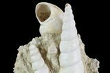 Fossil Gastropod (Haustator) Cluster - Damery, France #97779-2